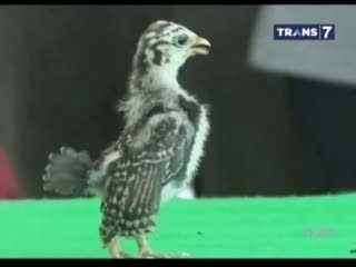 Ayam Serama, Gagah Bergaya Berirama