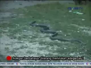 Ustad Ripto Latih King Kobra Main Bola