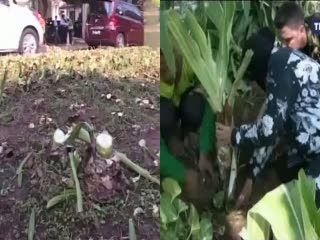 Taman Jakarta Tak Seberuntung Taman Bungkul