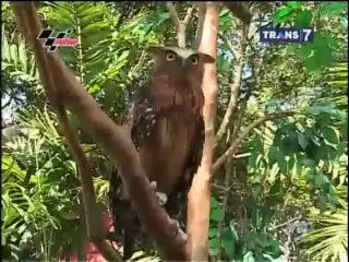 Ruang Kelas Jadi Sarang Burung Hantu