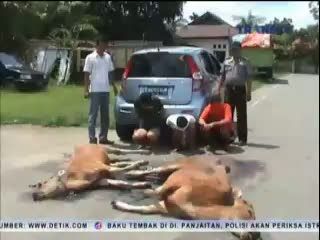 Oknum Polisi Tertangkap Tangan Mencuri Sapi