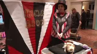 Wow, Kreatifitas Ubah Kucing Piaraan jadi Karpet Bulu Cantik dan Singa Himalaya