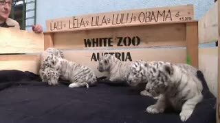 Lima Harimau Putih Langka Ramaikan Kebun Binatang