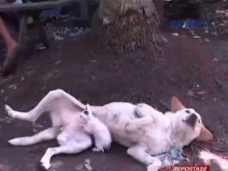Anjing dan Kucing Tak Selamanya Bermusuhan, Ini Buktinya
