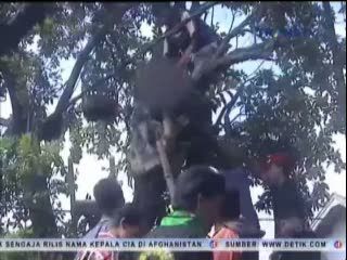 Pria Tengkulak Buah, Tewas di Atas Pohon