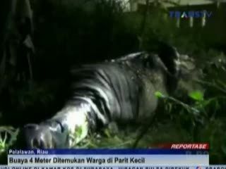 Penemuan Buaya Sepanjang 4 Meter Gegerkan Warga