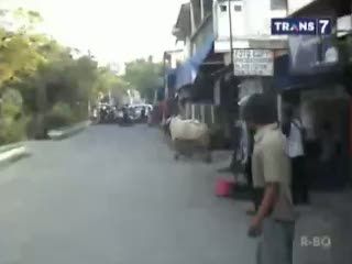 Sapi Lepas Serang Pemukiman Warga
