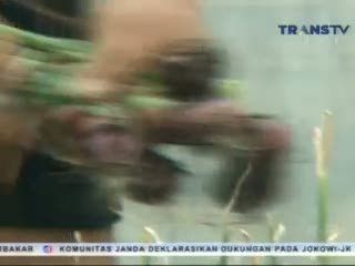 Budi Daya Bawang di Atap Ruko
