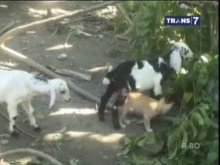 Saling Sayang, Kambing Rela Susui Kucing