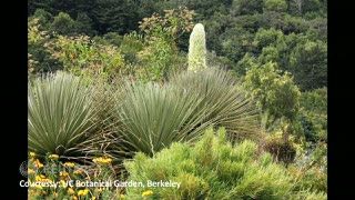 Bunga Raksasa Ratu Andes ini Cuma Mekar Se-Abad Sekali, Lalu Mati