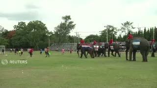Uji Nyali! Bermain Sepak Bola Melawan Gajah