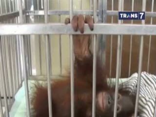 WNA Bius Hewan dan Simpan dalam Koper