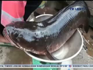 Ikan Gabus Raksasa Dijual Rp 200 Ribu