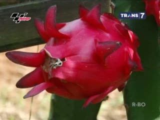 Buah Naga, Si Seram Kaya Manfaat