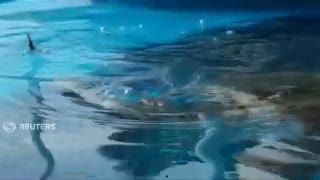 Ramalan Penyu Big Head Meleset