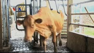 Dengan Robot Pemerah Susu, Sapi-sapi Bisa Antre Sendiri
