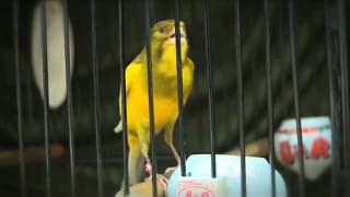 Ribuan Burung Menyerbu Senayan