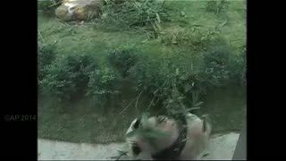 Gagal Ginjal Mengakhiri Hidup Panda Raksasa Xin Xin