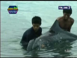 Lumba-lumba Terdampar Ditemukan dengan Luka Parah