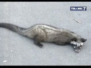 Mengenal Hewan Luwak dan Monyet Sambil Ngabuburit