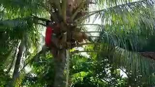 Piring Lidi Banyuwangi Kuasai Pasar Jawa Timur