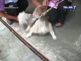 Hotel Khusus untuk Anjing dan Kucing