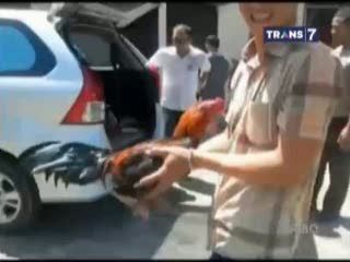 5 Pelaku Judi Sabung Ayam Ditangkap Polisi