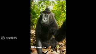 Sengketa Foto Monyet Selfie Sendiri