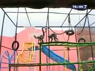 Lemur, Primata Lucu Asal Madagaskar