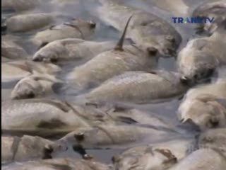 Ratusan Ton Ikan di Danau Maninjau Mati Mendadak 