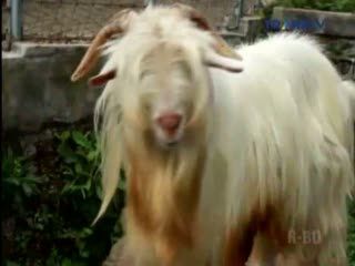 Lucunya Kambing Gembrong yang Terancam Punah