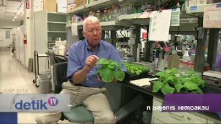 Perangi Wabah Ebola, Peneliti Gunakan Tanaman Sejenis Tembakau