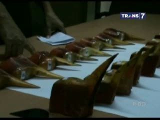 Penyelundupan Paruh Burung Digagalkan Petugas Kemanan Bandara