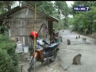 Ratusan Kera Turun Gunung Serbu Pemukiman Warga