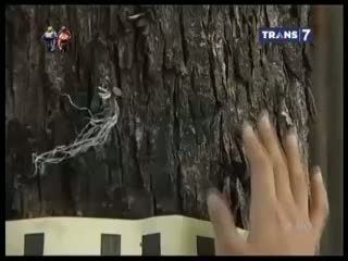 Perda Perlindungan Pohon: 3 Bulan Penjara hingga Denda Rp 50 Juta