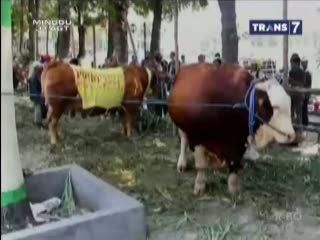 Kontes Ternak Sapi Berbobot 1 Ton
