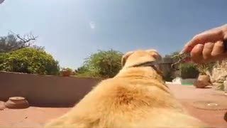 Seperti Ini Sensasi Menunggang Seekor Anjing
