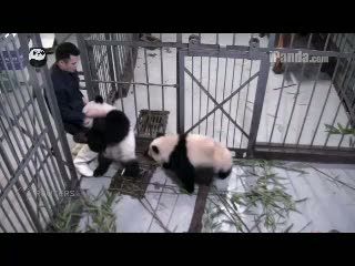 Tingkah Lucu Panda Dekap Kaki Pawang
