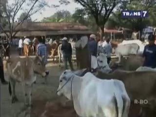 Jelang Lebaran Haji Harga Sapi Naik 40 Persen