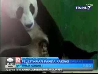 Bayi Panda Kembar 3 lahir Selamat