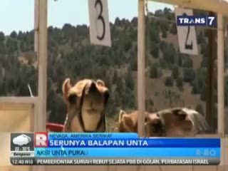 Serunya Balapan Unta