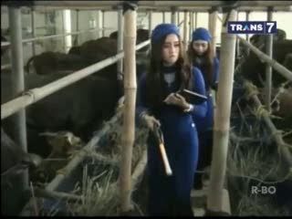 Memilih Hewan Kurban Bersama SPG Cantik