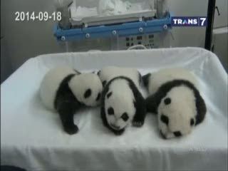 Kelahiran Bayi Panda Kembar 3 yang Lucu