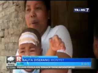 Balita Diserang Monyet