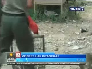 Penangkapan Monyet Liar