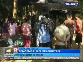 Usai Dipelihara 14 Tahun Seekor Orangutan Dikembalikan ke Habitat