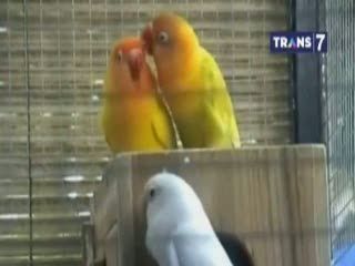 Budidaya Burung Cinta Beromzet Jutaan Rupiah