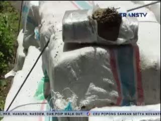 Penemuan Ganja di Truk Trailer