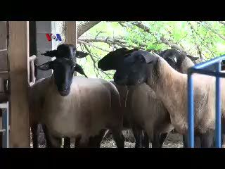 Di Amerika Satu Ekor Kambing Kurban Rp 4-5 Juta