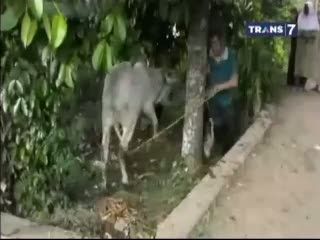 Sapi Mengamuk Saat Hendak Disembelih